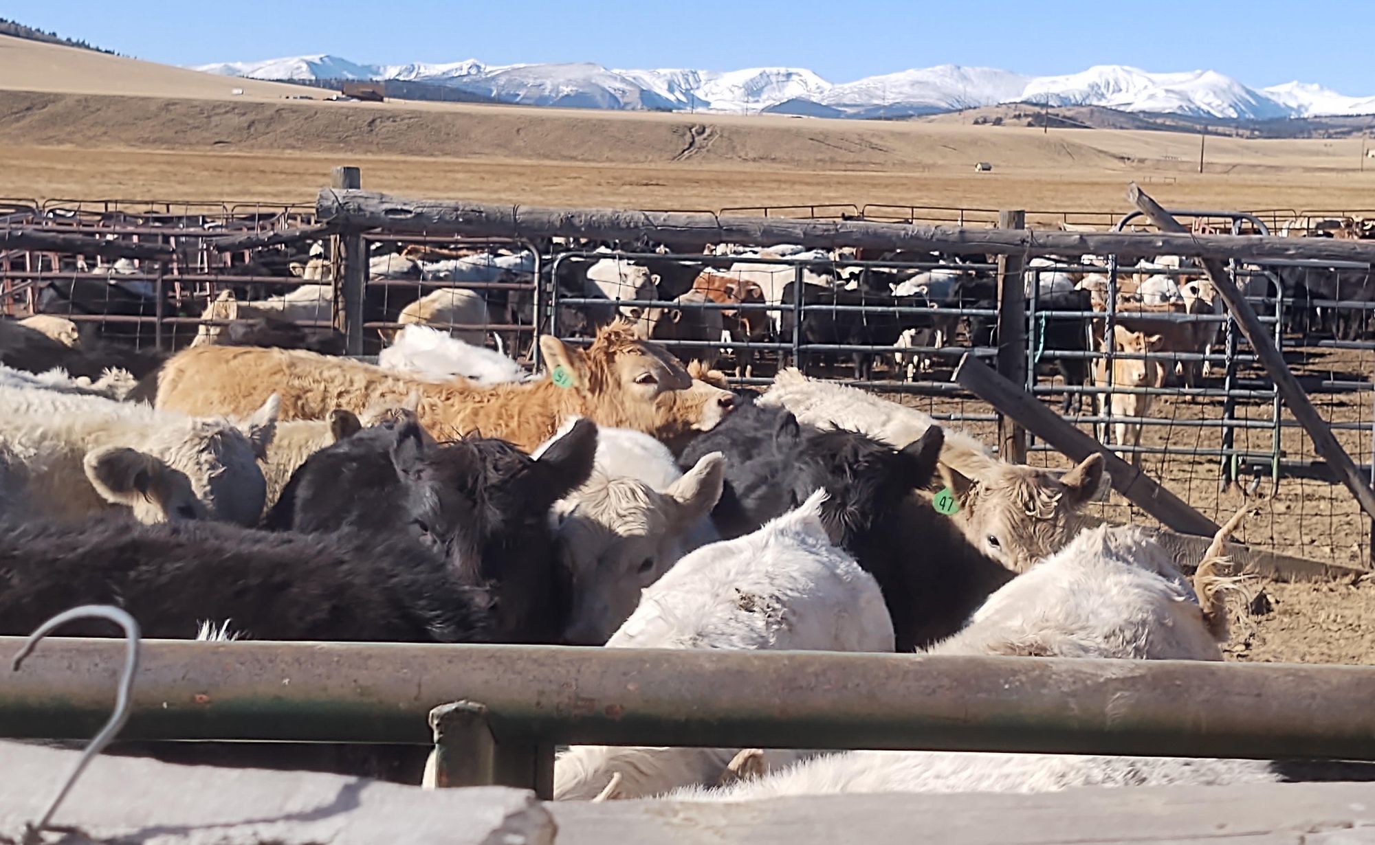 Cattle Update